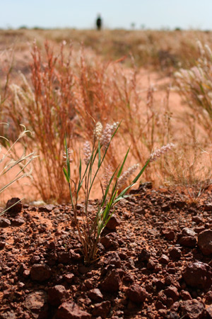 A shrub grows from the base of a dike, which farmers in Niger carved out of the hard Sahel terrain to aid in water absorption. (J.D. Long-Garcia/CATHOLIC SUN)