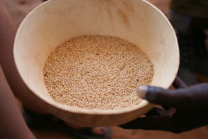 Some villages are turning to sesame seed because it's a more lucrative crop. (J.D. Long-Garcia/CATHOLIC SUN)
