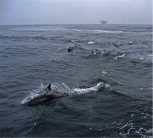 Many thousands of porpoises live around the island. What you see at any time on the surface is about an eighth of the total present. 