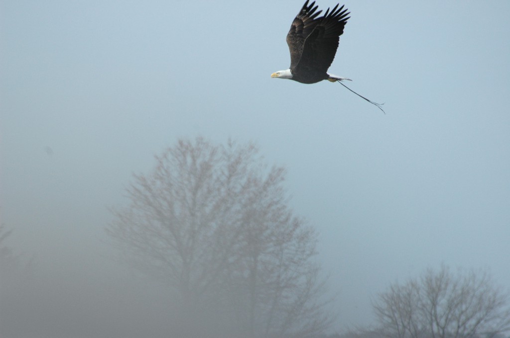 A bald eagle is seen flying above trees shrouded in mist as it carries a stick to build its nest in the Blackwater National Wildlife Refuge in Cambridge, Md., in this March 2007 file photo (CNS photo/Tom Lorsung) 