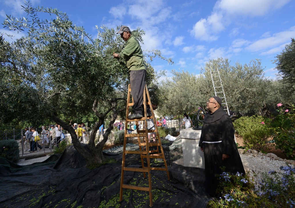 Saleem Badawi, a Greek Orthodox Palestinian form the West Bank village of Beit Jalla, picks olives in the Garden of Gethsemane in Jerusalem, Oct. 21, while Franciscan Father Benito Jose Choque. Franciscan priests and volunteers harvest the fruit each year in the garden where Jesus prayed on the night of his arrest. (CNS photo/Debbie Hill)
