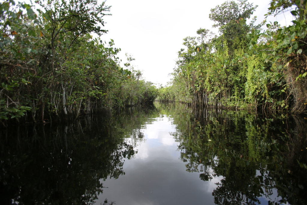 Trees line the banks of a creek along the Pomeroon River in the interior of Guyana in this March 18 photo. The Catholic Church supports the efforts of scientists to study the causes and effects of climate change and insists governments and says businesses must get serious about specific commitments for protecting the environment. (CNS photo/Bob Roller) 