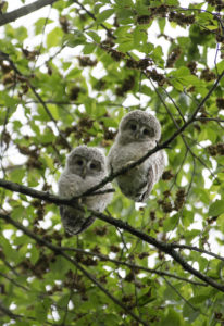 Ezo owl chicks sit in a tree just after leaving their nest on Hokkaido Island, Japan, June 11, 2014. Pope Francis plans to issue an encyclical on the environment later this year. (CNS photo/Kimimasa Mayama, EPA)