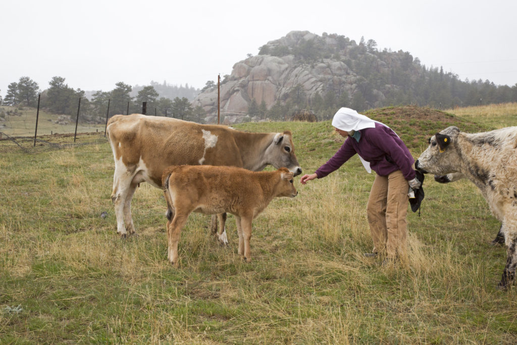 Sr. Maria Walburga Schortemeyer, ranch manger at the Abbey of St. Walburga, reaches out to a calf in late March in a pasture near the abbey in Virginia Dale, Colo. Along with running the ranch, the community of 24 Benedictine nuns also maintain a retreat house for individuals and groups who wish to spend one or more days in prayer and contemplation. (CNS photo/Jim West) 