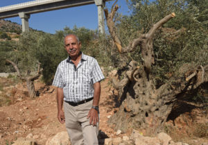 Palestinian Catholic Nakhleh Abu Aid, 76, stands by his ancient olive tree Sept. 3. Israel is uprooting the Palestinian Christian-owned olive trees to make the way for the controversial separation barrier in the Cremisan Valley in Beit Jalla, West Bank. (CNS photo/Debbie Hill)