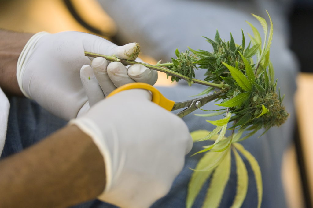 A horticulturalist clips leaves off stems during harvesting of buds from marijuana plants being grown for medical use in 2009 at the Oaksterdam University in Oakland, Calif. In a letter to lawmakers, Bishop Richard E. Pates of Des Moines, Iowa, said he supports the use of medical marijuana. (CNS photo/Peter Dasilva, EPA) 