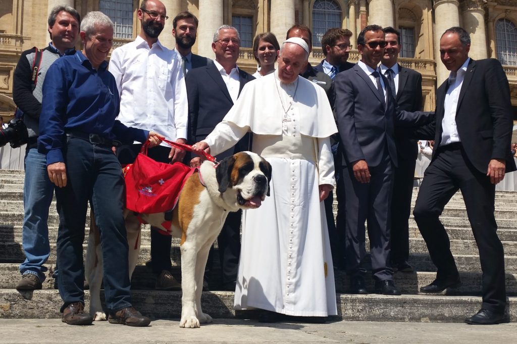 Pope Francis met Magnum, a “Great St. Bernard” bred by the Augustinian Canons during a general audience May 18. The Canons are based in the Great St. Bernard Pass, one of the highest passes in the Alps connecting Switzerland and Italy. (Daniel Ibañez/CNA)