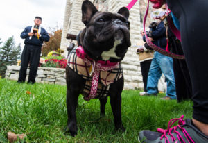 Talulah, French Bulldog belonging to Fernando and Linda Orellana of Chicago, waits for a blessing from Fr. Tony Birdsall, a retired priest of the Diocese of Green Bay, Wis. The pet blessing took place at Stella Maris Church in Egg Harbor, Wis. in 2014. (CNS photo/Sam Lucero, The Compass)