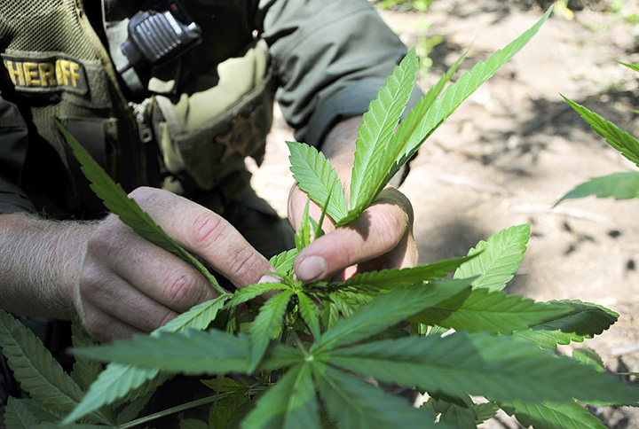 A law enforcement officer is seen in 2010 pulling marijuana plants out of the Sierra Nevada mountain range in California. The bishops of Arizona are encouraging voters to reject Proposition 205, which would legalize recreational marijuana, when they go to the polls on Nov. 8. (CNS photo/Fresno County Sheriff's Office via EPA)