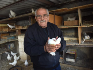 Palestinian Catholic Anton Ayoub Mussalam, 75, holds a dove Dec. 5 on the roof of his home on Star Street in Bethlehem, West Bank. After two Christmas seasons in which the political reality had overtaken holiday cheer, people seem primed to finally feel some merriment in Bethlehem. (CNS photo/Debbie Hill) 